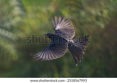 Black Drongo (Dicrurus macrocercus) in flight. 
