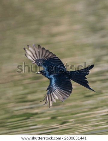 Black Drongo (Dicrurus macrocercus) in flight. 
