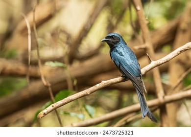 The Black Drongo (Dicrurus macrocercus) is a medium-sized bird with glossy black plumage, a deeply forked tail, and bright red eyes. 