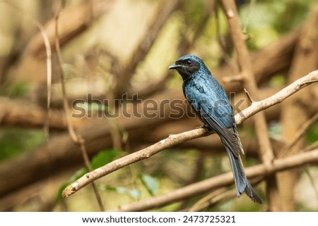 The Black Drongo (Dicrurus macrocercus) is a medium-sized bird with glossy black plumage, a deeply forked tail, and bright red eyes. 