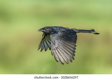 A Black Drongo In Flight