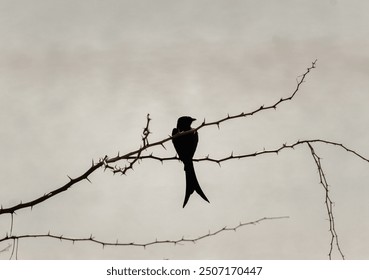 A black drongo silhouetted while sitting on a thorny branch.