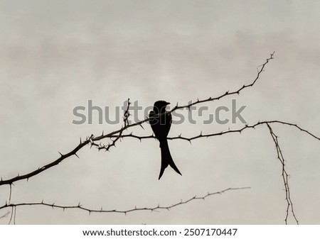 A black drongo silhouetted while sitting on a thorny branch.