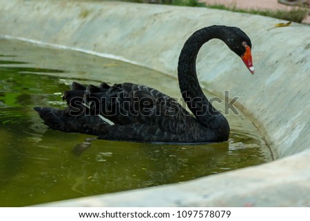 Black duck orange mouth