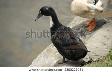 Black duck standing on the bank of a pond. Looks very nice. Pacific black duck bird standing on a rock in a pond of water. Black ducks stand on rocks in the sea. An American Black Duck is standing .