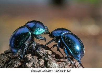 Black dung beetles with a bluish sheen (Geotrupes stercorarius) in a forest. Dung beetles on the bark of an old tree stump, macro, selective focus. - Shutterstock ID 2046144827