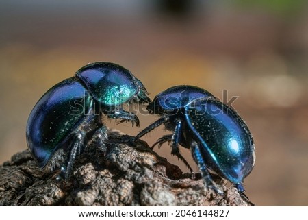 Black dung beetles with a bluish sheen (Geotrupes stercorarius) in a forest. Dung beetles on the bark of an old tree stump, macro, selective focus.