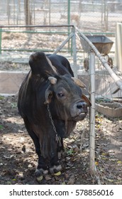 Black Dwarf Cow