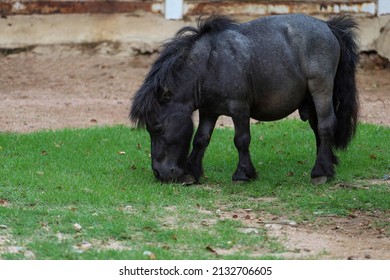 The Black Dwarf Horse In The Garden 