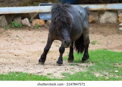 The Black Dwarf Horse In The Garden 