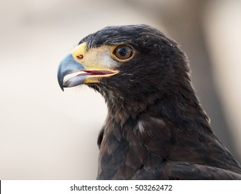 Black Eagle