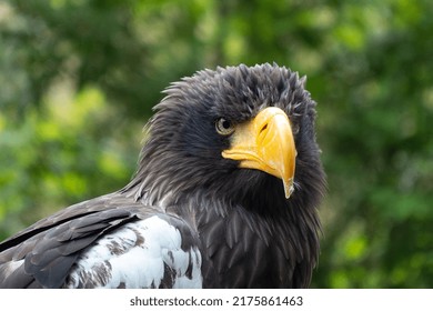 3,301 Smiling Eagle Images, Stock Photos & Vectors 