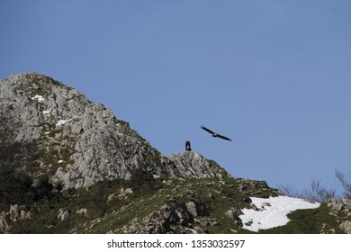 Black eagle flying 