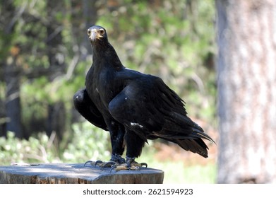 Black eagle perched on a treestump