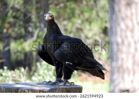 Black eagle perched on a treestump