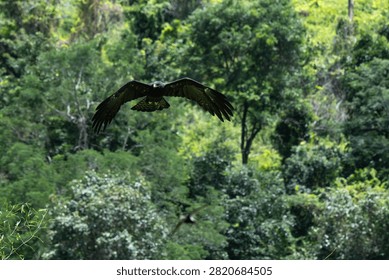Black Eagle soaring majestically in mid air with fully extended wings against a soft, green forested hillside background.