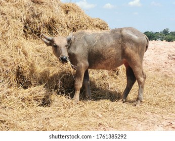Black buffalo​ eating dry grass 