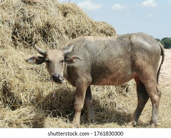 Black buffalo​ eating dry grass