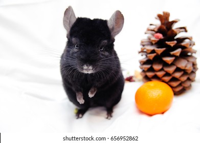 Black Ebonite Chinchilla