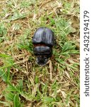 Black elephant dung beetle, flat head, large and elongated. The chest is short and the front is concave. There is brown fur on the chest. The front wings have deep, clearly defined lines.