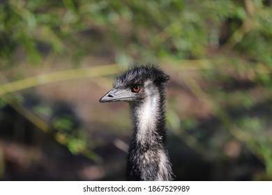 a black Emu in wilderness