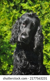 Black English Cocker Spaniel Dog