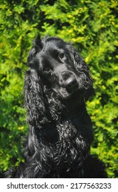 Black English Cocker Spaniel Dog