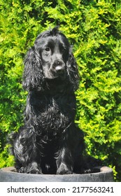 Black English Cocker Spaniel Dog