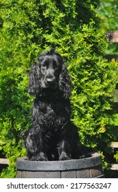 Black English Cocker Spaniel Dog