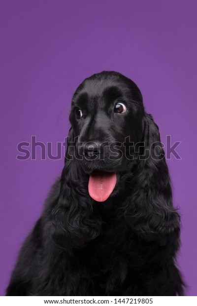 Black English Cocker Spaniel Looks Away Stock Photo Edit Now 1447219805