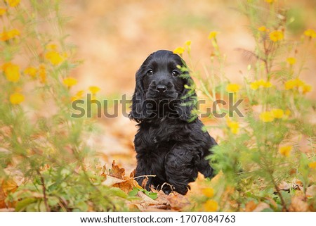 A black english cocker spaniel puppy