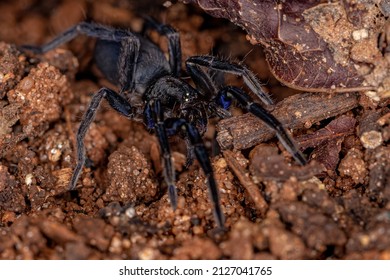 Black Entelegyne Spider Of The Infraorder Entelegynae