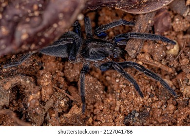 Black Entelegyne Spider Of The Infraorder Entelegynae In A Leaf