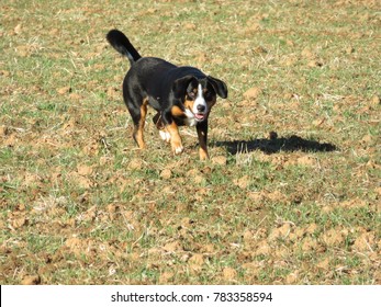 Black Entlebucher Dog In Hunting Stance