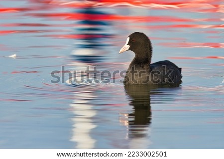 Black Eurasian coot Fulica atra also known as the common coot or Australian coot  on the Vistula river during mating season in spring Foto stock © 