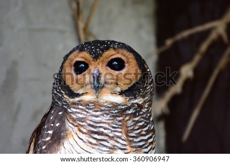 black eye colors owls