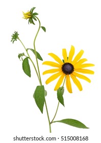 Black-eyed Susan Images, Stock Photos & Vectors | Shutterstock