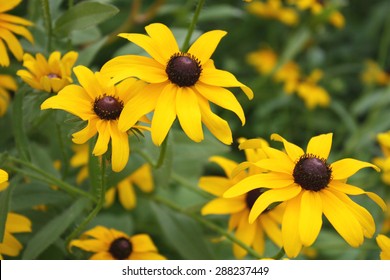 Black Eyed Susan