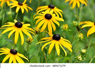 Black Eyed Susan