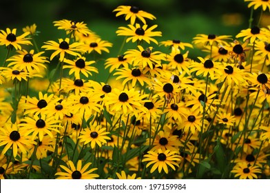 Black Eyed Susan - Flower