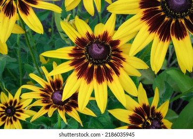 Black Eyed Susan Gloriosa Daisies, Bright Flowers