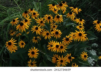 Black Eyed Susan Rudbeckia blooms in the fall