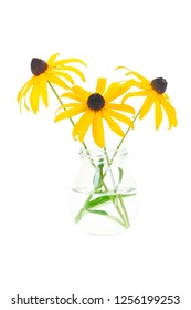 Black-eyed Susan Images, Stock Photos & Vectors | Shutterstock