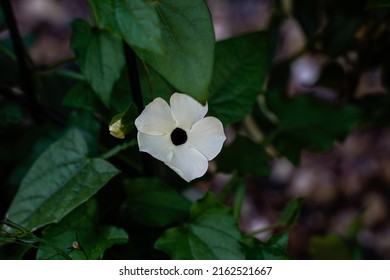 Black eyed susan vine growing outdoors. White flowers with white petals.