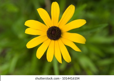 Black Eyed Susan/Ox-eye Daisy