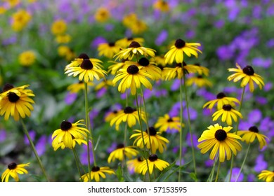 Black Eyed Susan\\\'s