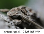 Black eyes are crisp and cool Sweetpotato hornworm moth (Ebigarasuzume, Agrius convolvuli,) portrait (Natural+flashlight, close-up macro photography)