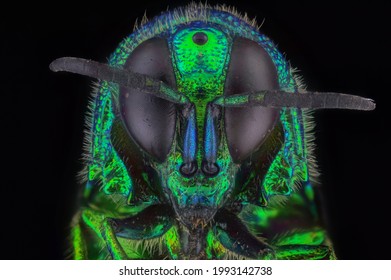 Black Eyes Of A Cuckoo Wasp