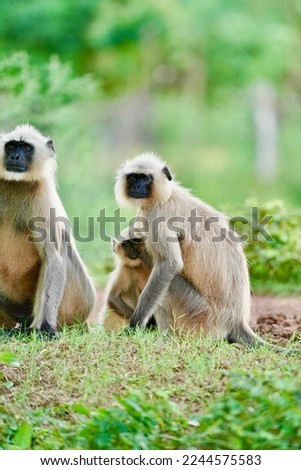 Black face Indian Monkeys or Hanuman langurs or indian langur or monkey family mother with a baby or group during outdoor, Monkey Troop. Family of Indian langur black monkeys resting- Semnopithecus