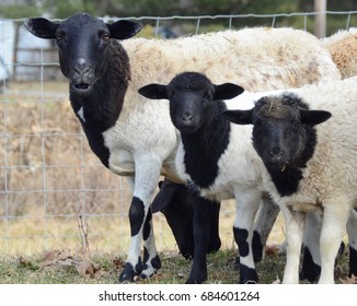 22,474 Black headed sheep Images, Stock Photos & Vectors | Shutterstock